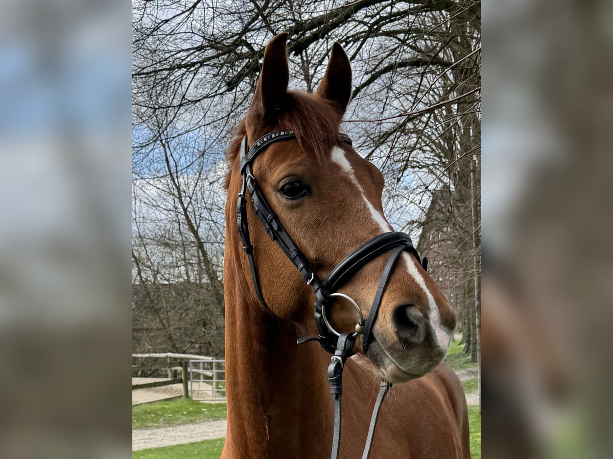 Hannoveraner Wallach 6 Jahre 162 cm in Schwerte
