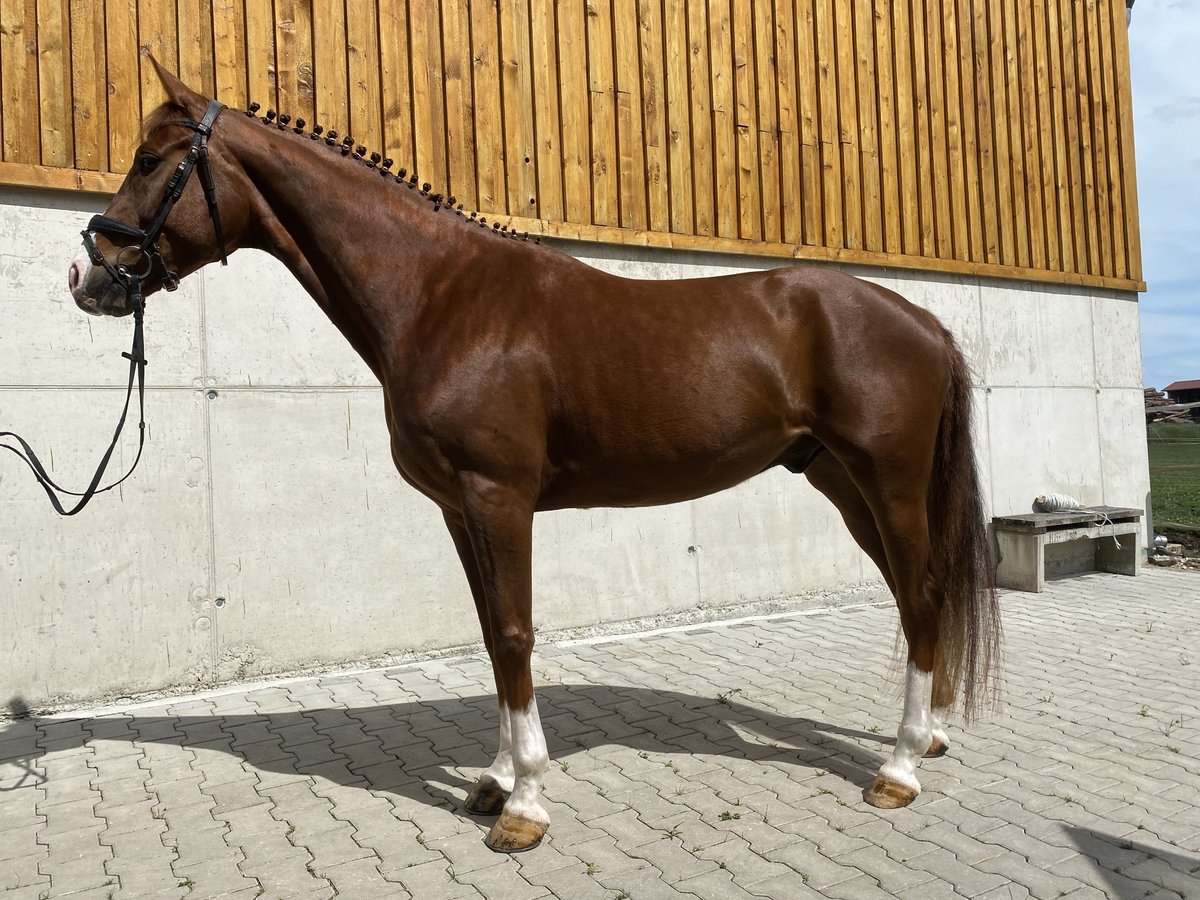 Hannoveraner Wallach 6 Jahre 163 cm Dunkelfuchs in Hurlach