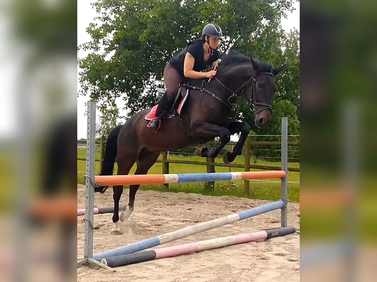 Hannoveraner Wallach 6 Jahre 164 cm Dunkelbrauner in Barger-Compascuum