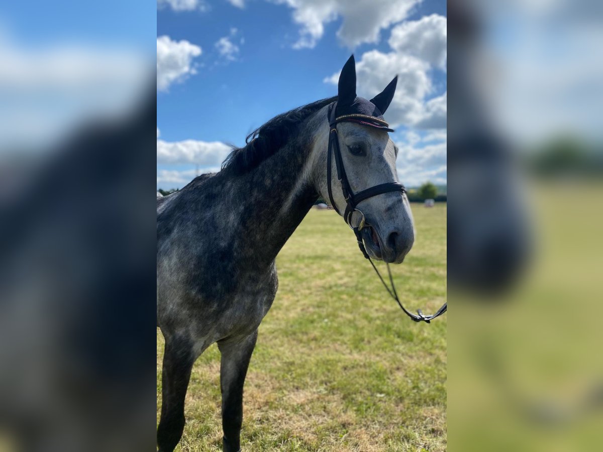 Hannoveraner Wallach 6 Jahre 165 cm Apfelschimmel in Northeim