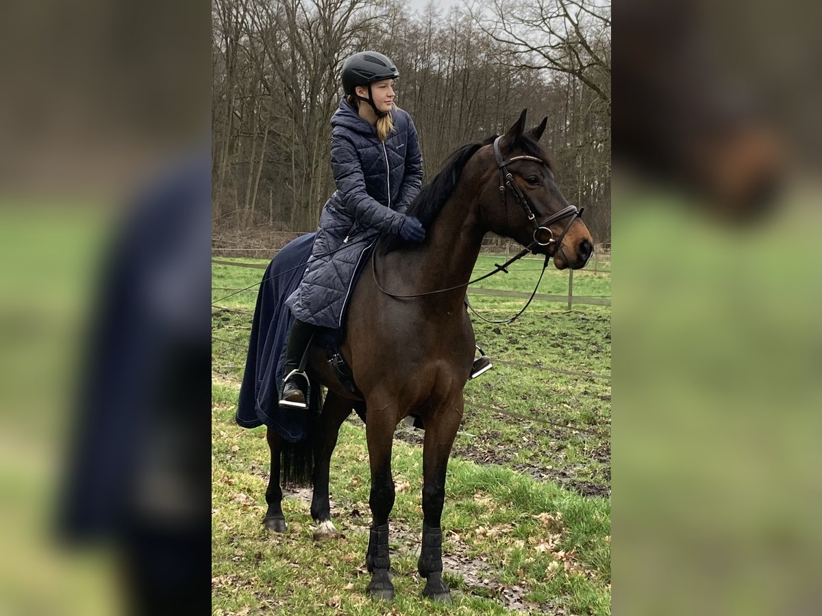 Hannoveraner Wallach 6 Jahre 165 cm Brauner in Mechtersen