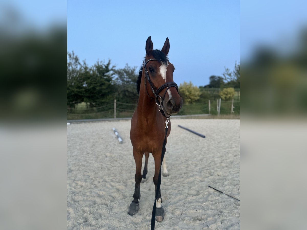 Hannoveraner Wallach 6 Jahre 165 cm Brauner in Gro&#xDF;-Umstadt