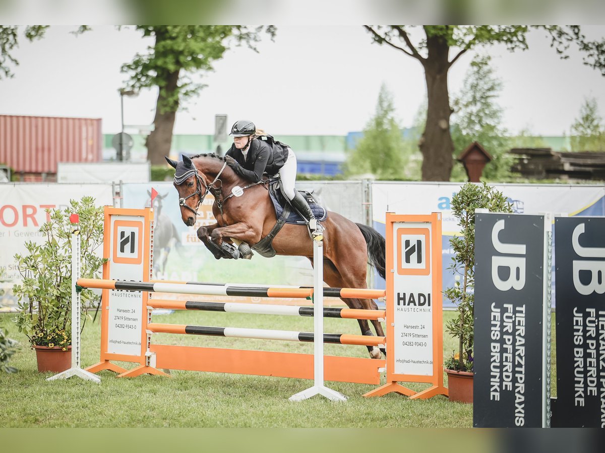 Hannoveraner Wallach 6 Jahre 165 cm Brauner in Zeven