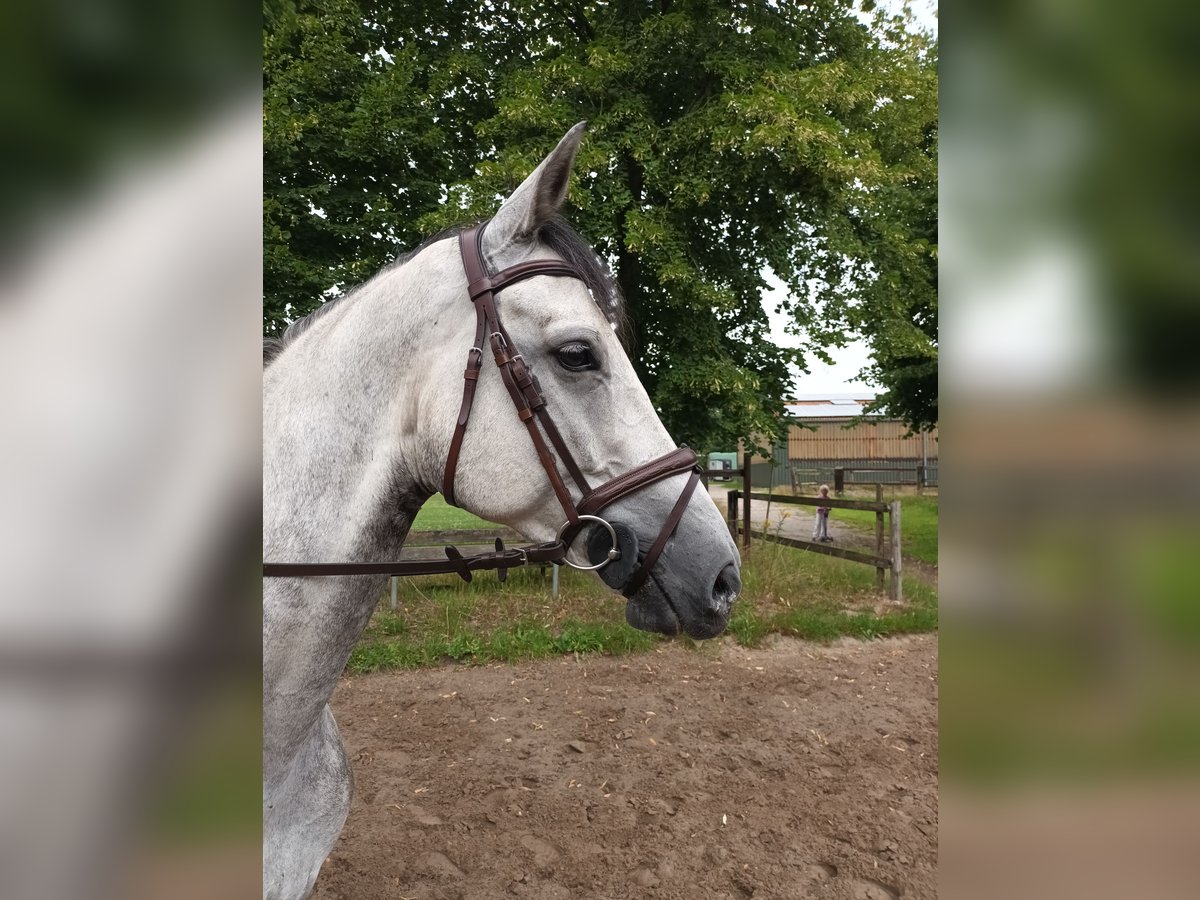 Hannoveraner Wallach 6 Jahre 165 cm Schimmel in Elsdorf