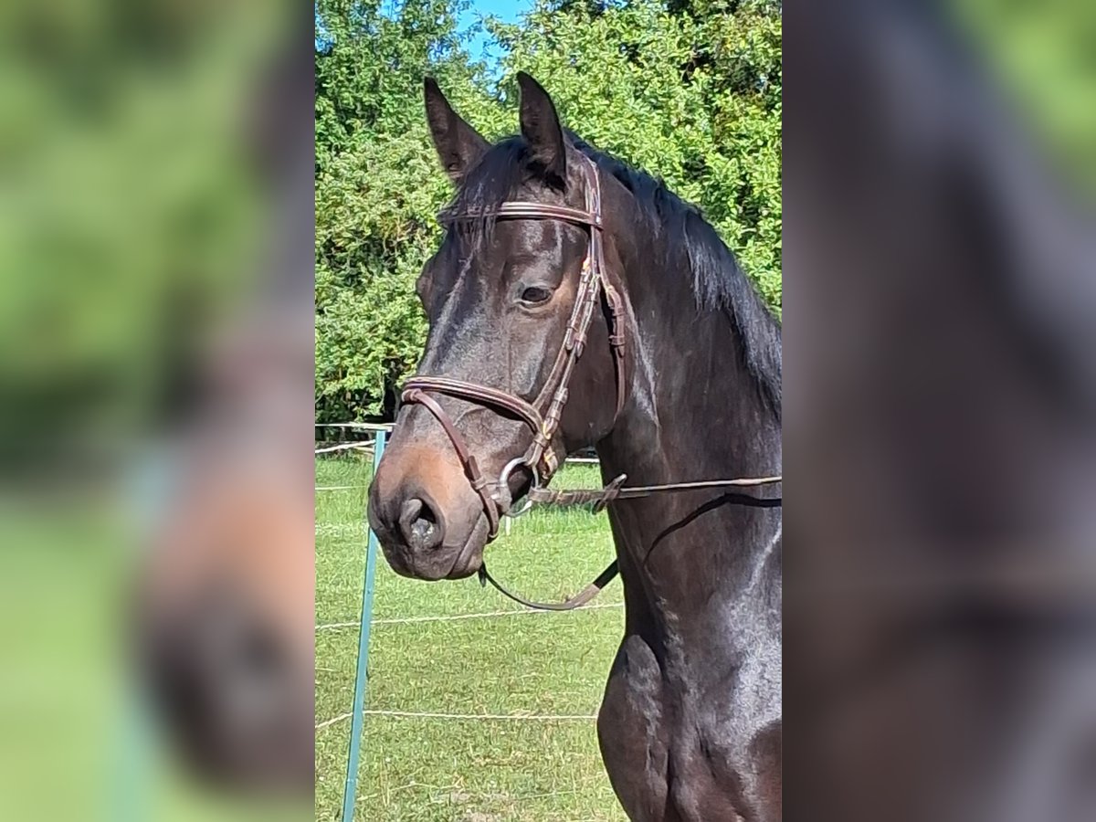 Hannoveraner Wallach 6 Jahre 165 cm Schwarzbrauner in Wennigsen