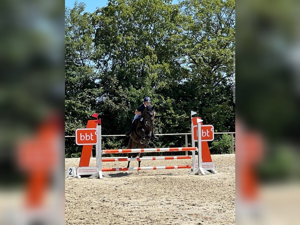 Hannoveraner Wallach 6 Jahre 165 cm Schwarzbrauner in Wennigsen