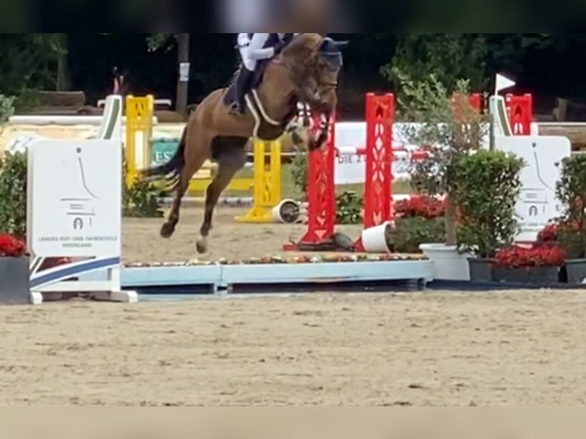 Hannoveraner Wallach 6 Jahre 166 cm Brauner in Eschweiler