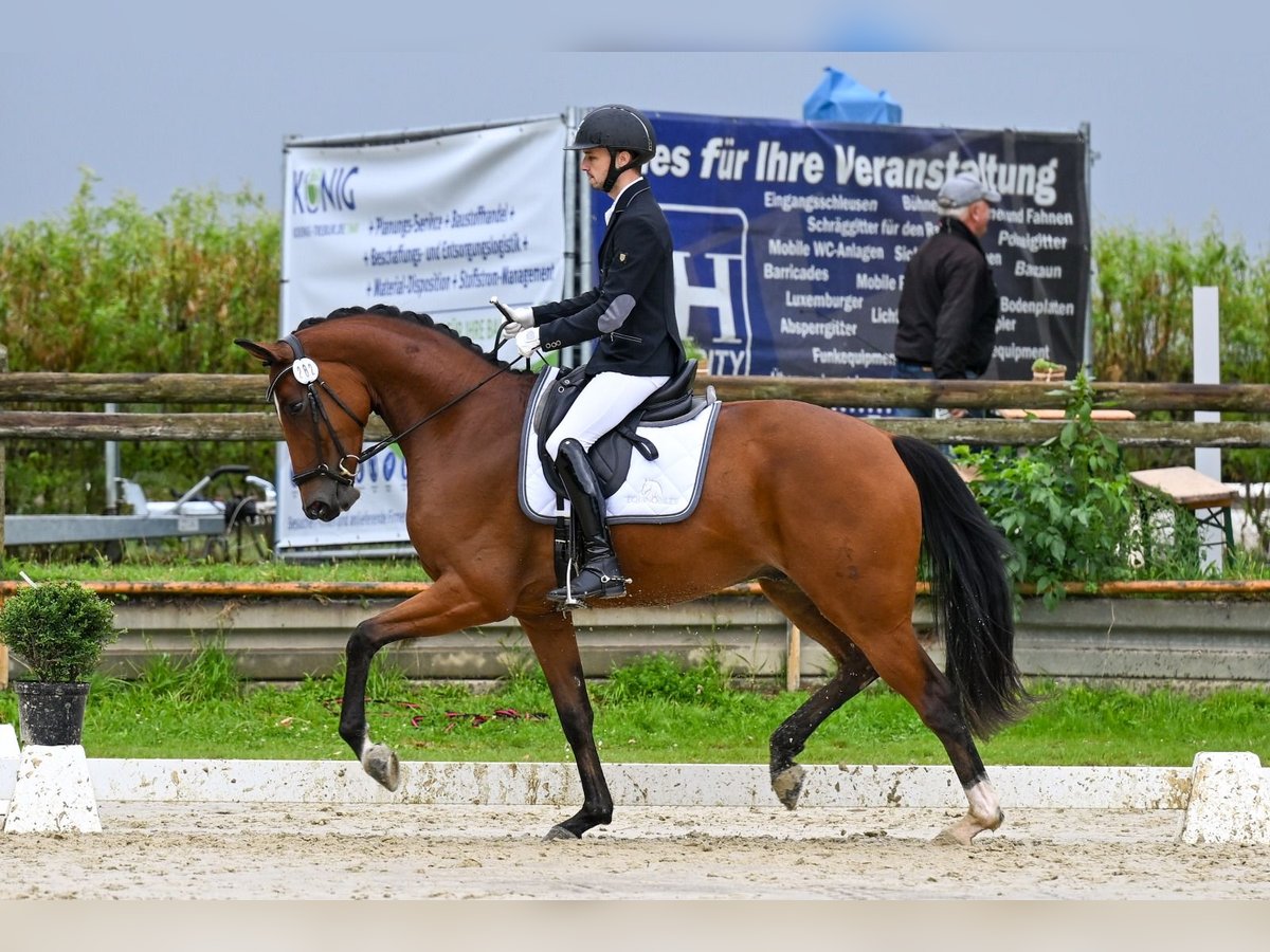 Hannoveraner Wallach 6 Jahre 167 cm Brauner in Börrstadt