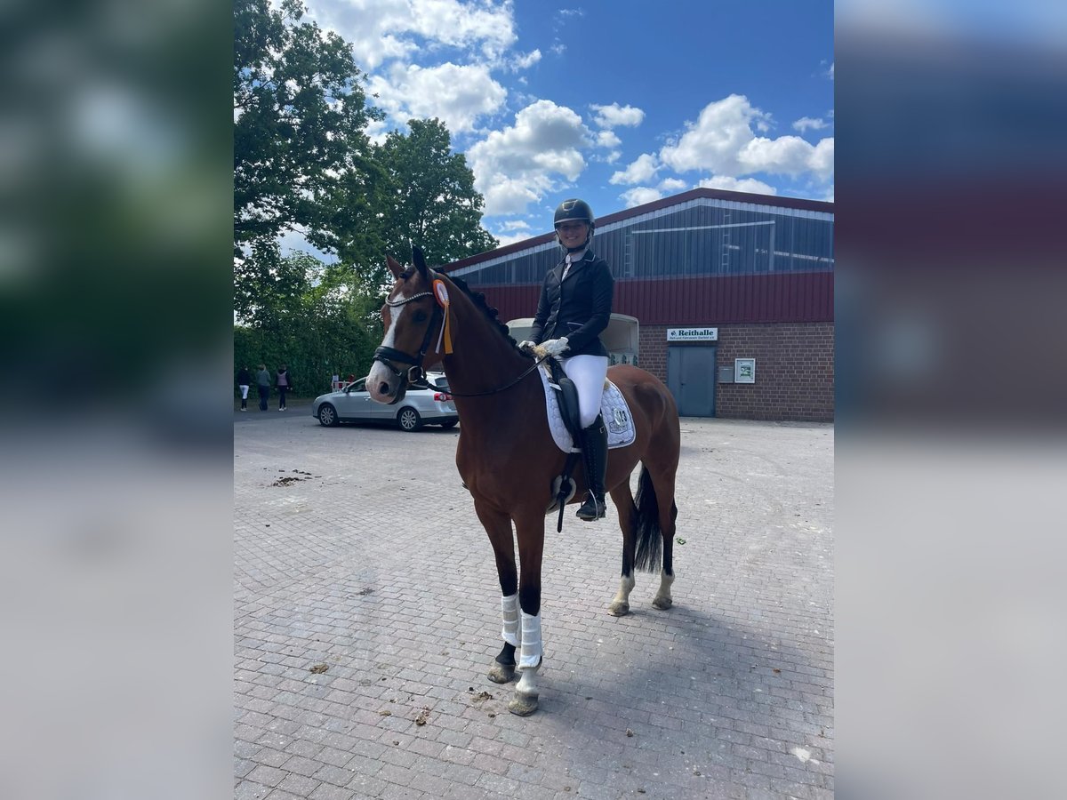 Hannoveraner Wallach 6 Jahre 167 cm Brauner in Ladbergen