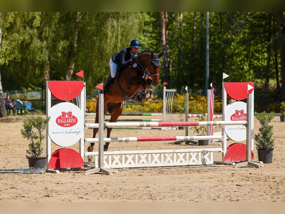 Hannoveraner Wallach 6 Jahre 167 cm Brauner in Kruft