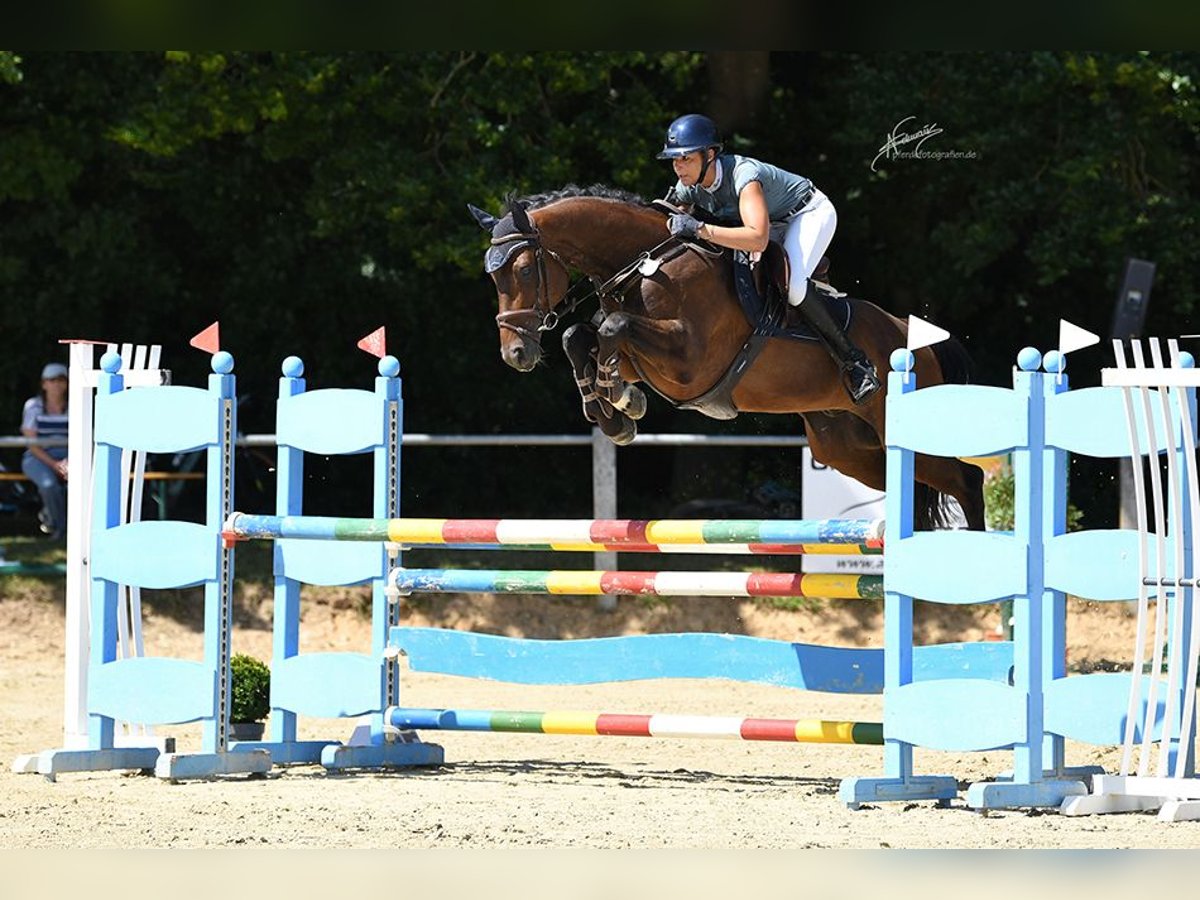 Hannoveraner Wallach 6 Jahre 167 cm Dunkelbrauner in Kruft
