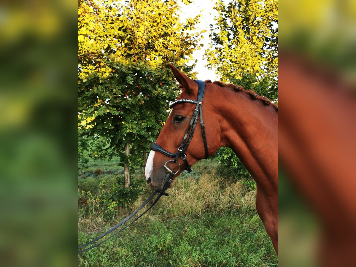 Hannoveraner Wallach 6 Jahre 167 cm Dunkelfuchs in Schneverdingen