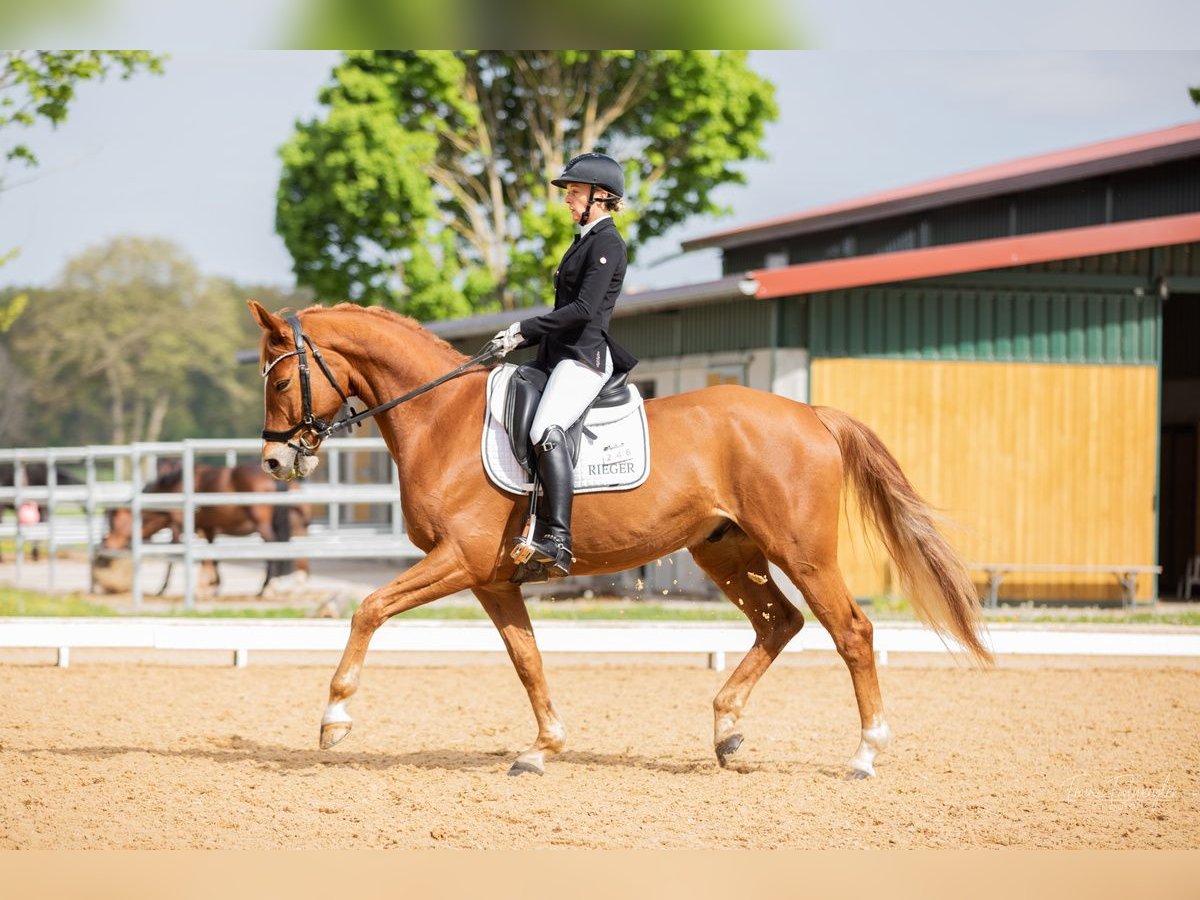 Hannoveraner Wallach 6 Jahre 167 cm Fuchs in Schnaittach