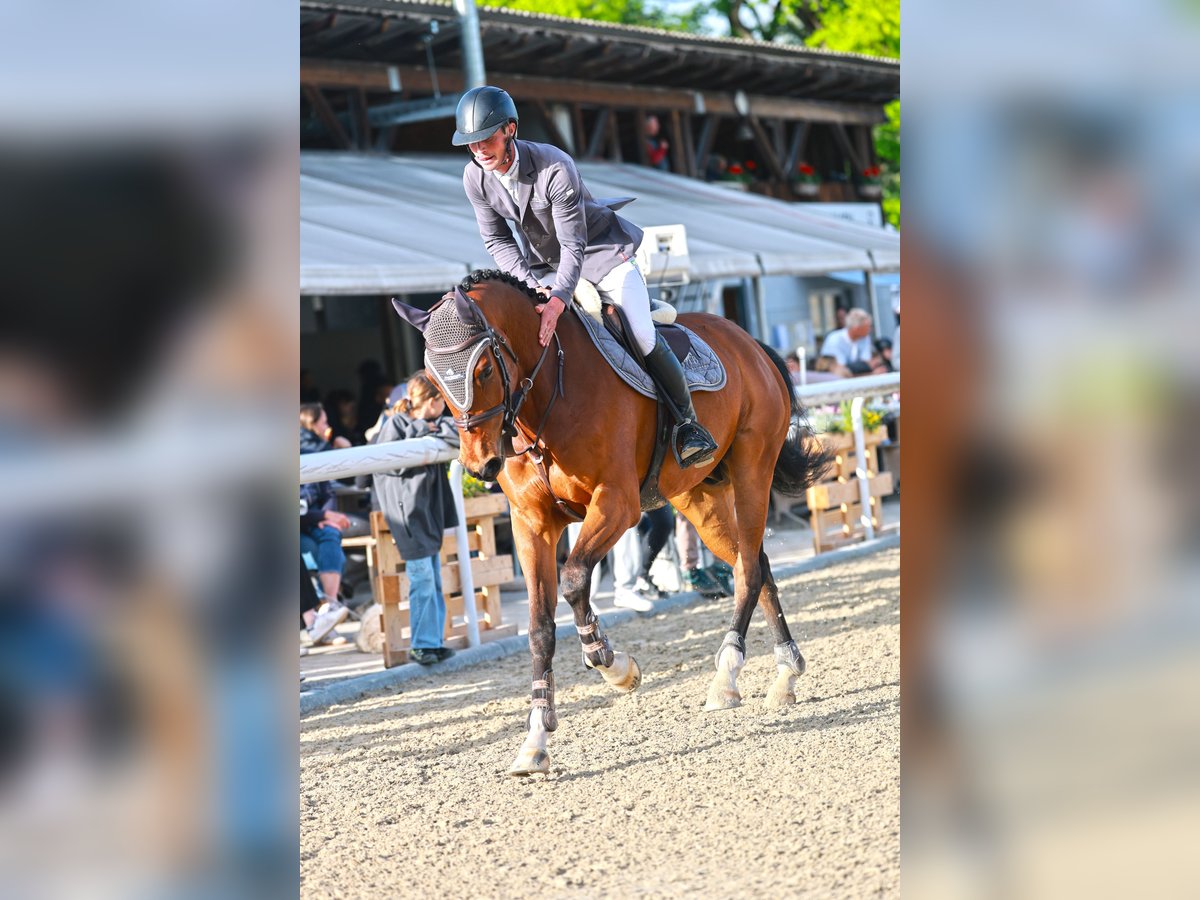 Hannoveraner Wallach 6 Jahre 168 cm Brauner in Hasle b. Burgdorf