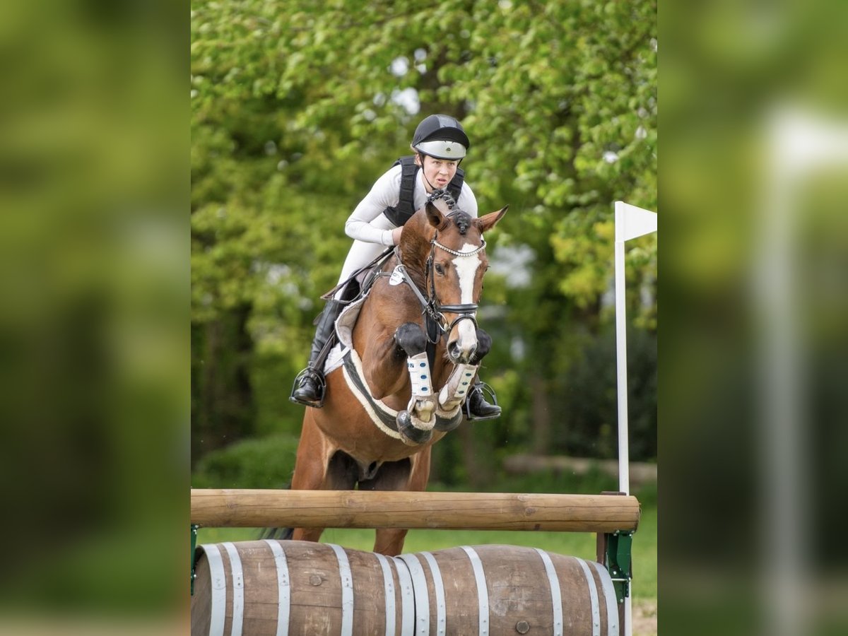 Hannoveraner Wallach 6 Jahre 168 cm Brauner in Dorsten Hannoveraner Wallach 6 Jahre 168 cm Brauner in Dorsten