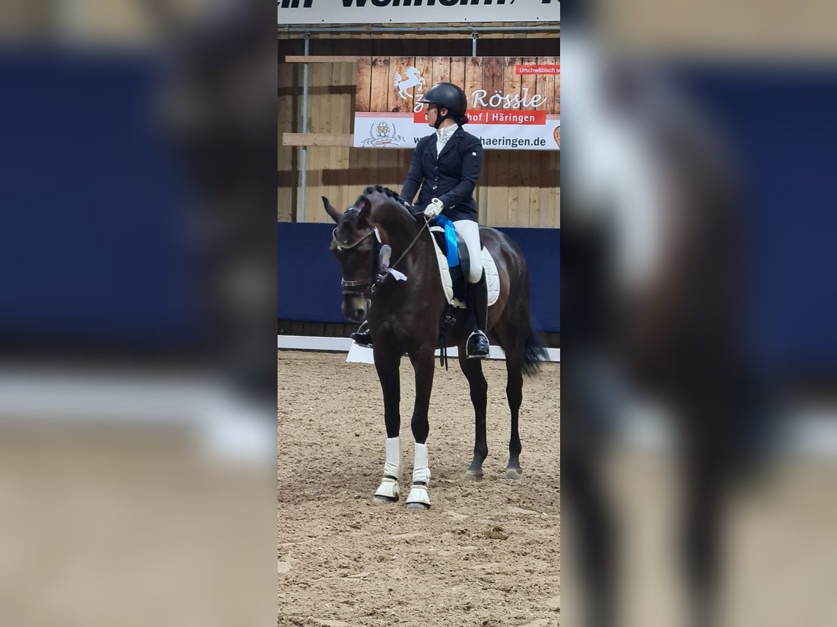 Hannoveraner Wallach 6 Jahre 168 cm Dunkelbrauner in Trochtelfingen Hannoveraner Wallach 6 Jahre 168 cm Dunkelbrauner in Trochtelfingen