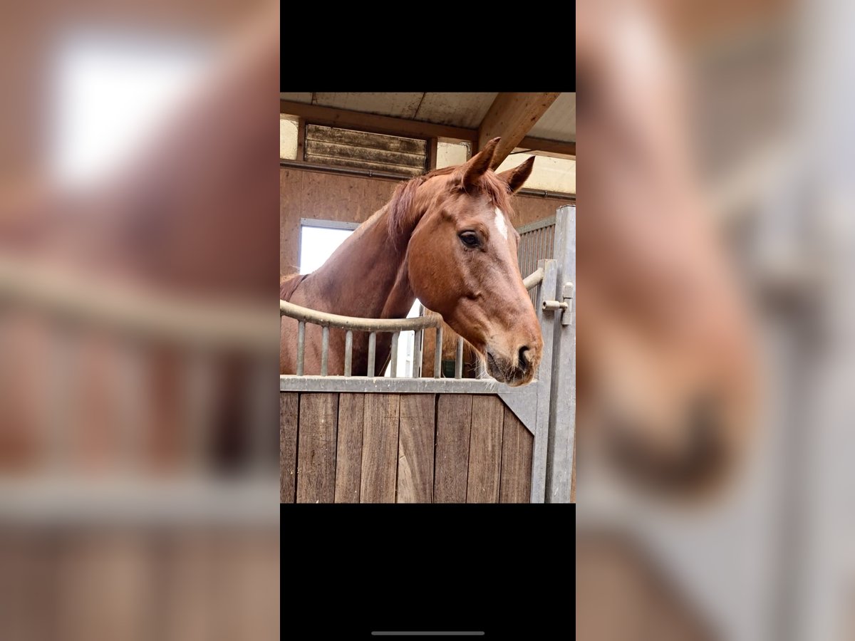 Hannoveraner Wallach 6 Jahre 168 cm Dunkelfuchs in Schömberg