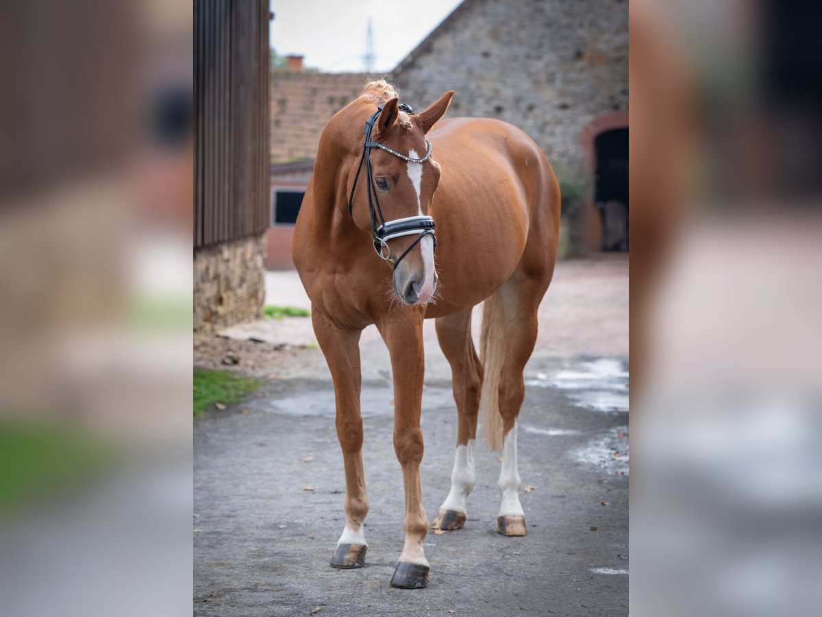 Hannoveraner Wallach 6 Jahre 168 cm Fuchs in Bramsche