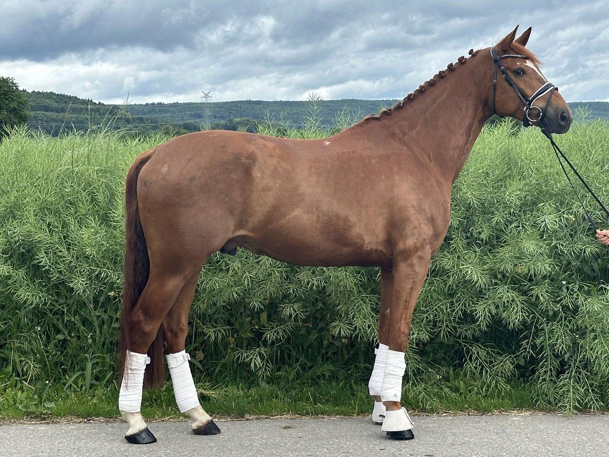 Hannoveraner Wallach 6 Jahre 168 cm Fuchs in Riedlingen