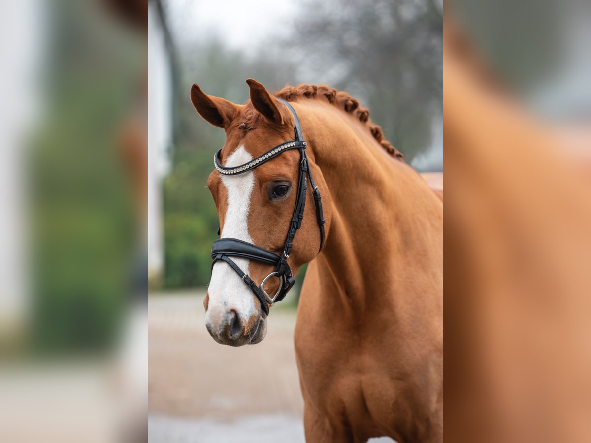 Hannoveraner Wallach 6 Jahre 168 cm Fuchs in Geldern