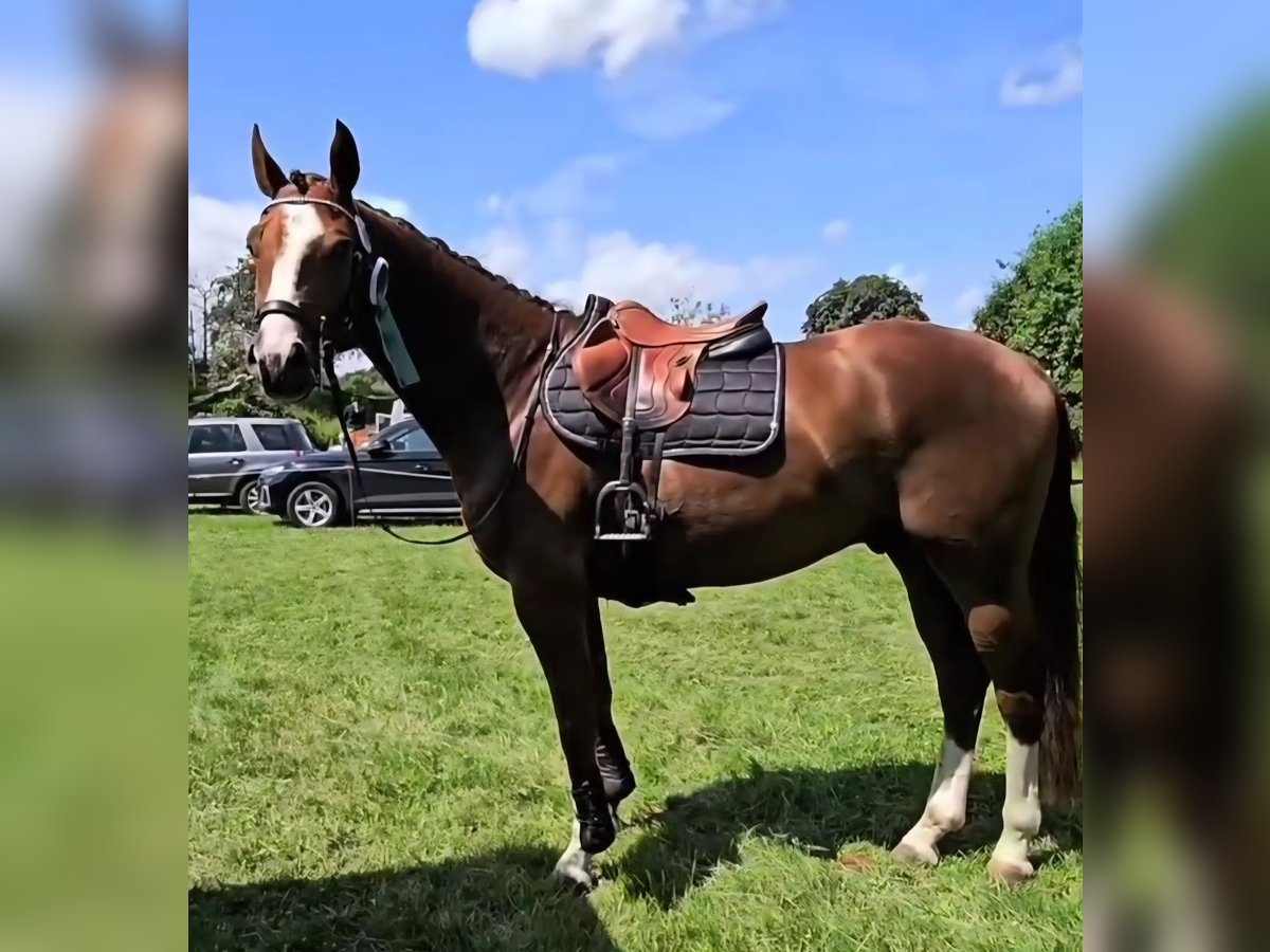 Hannoveraner Wallach 6 Jahre 168 cm Fuchs in Heidelberg