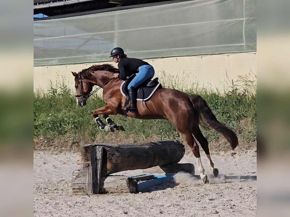 Hannoveraner Wallach 6 Jahre 168 cm Fuchs in Heidelberg