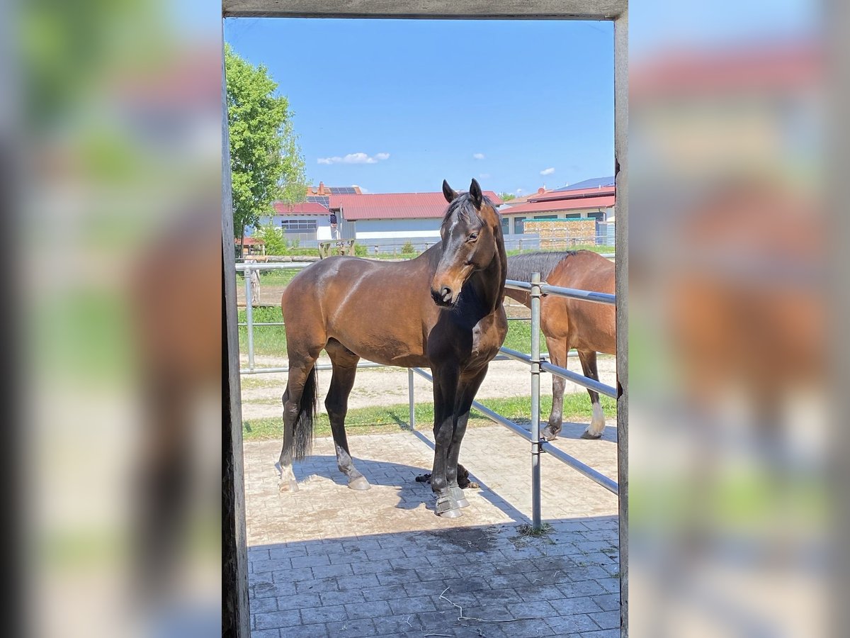 Hannoveraner Wallach 6 Jahre 170 cm Brauner in Ernsgaden