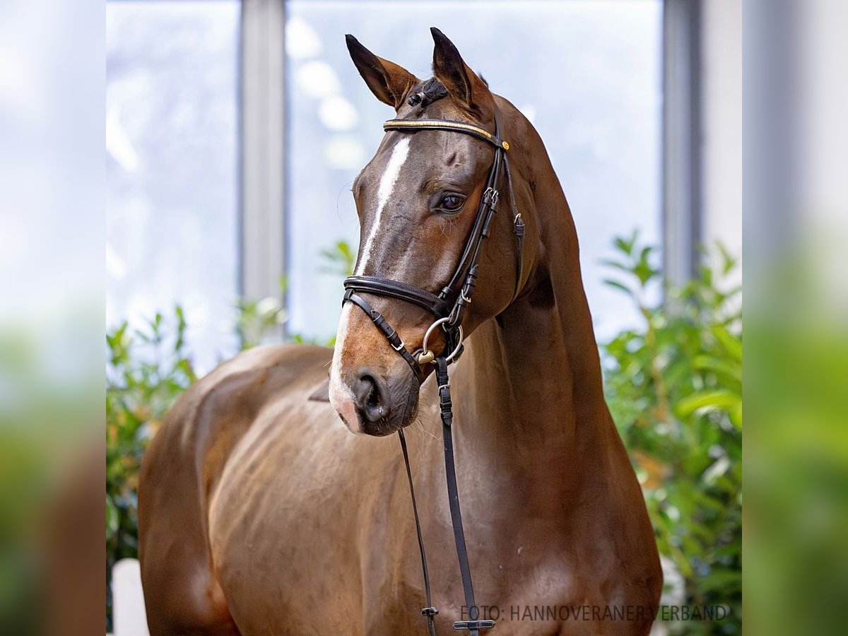 Hannoveraner Wallach 6 Jahre 170 cm Brauner in Verden