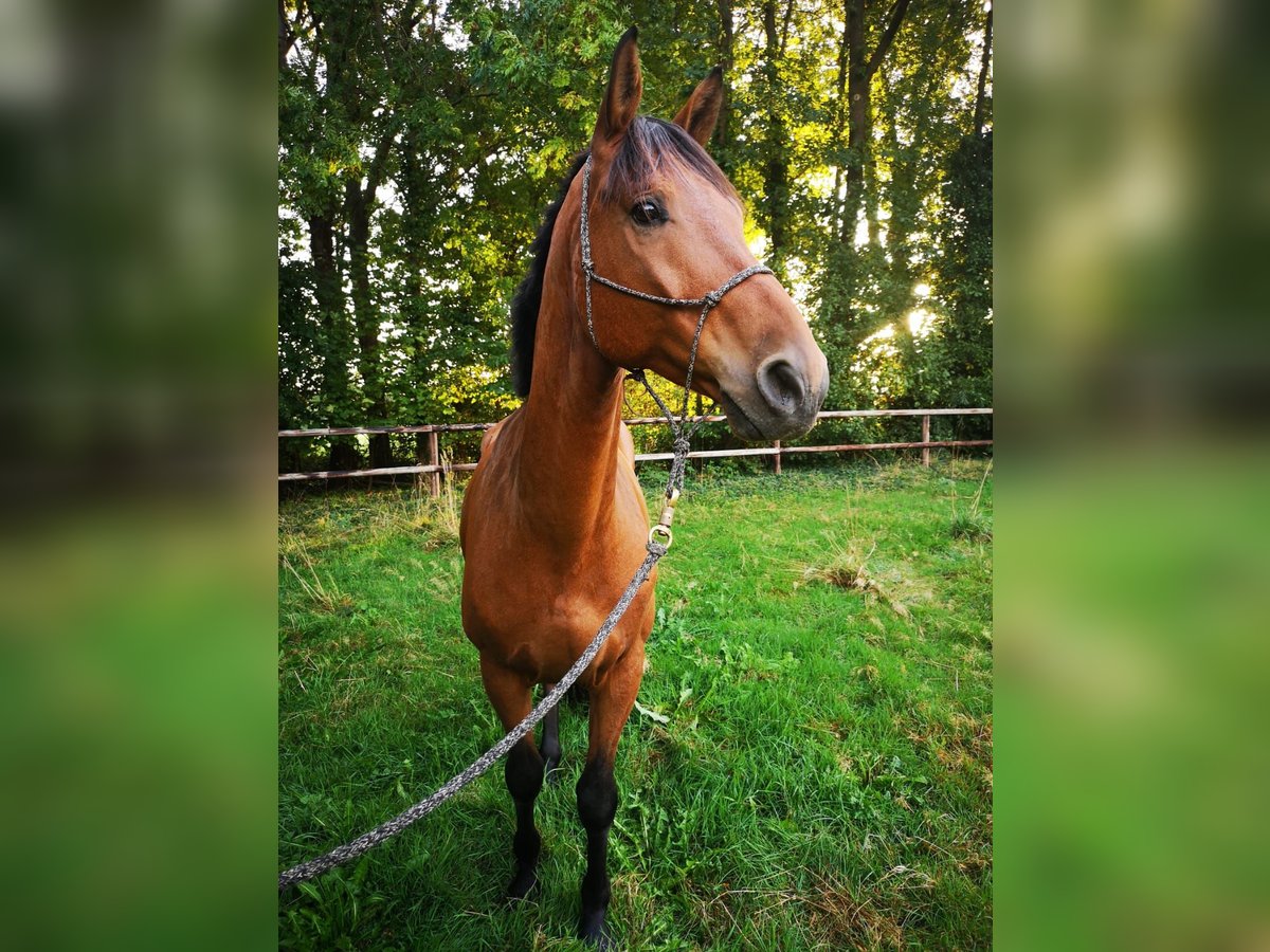 Hannoveraner Wallach 6 Jahre 170 cm Brauner in Varrel