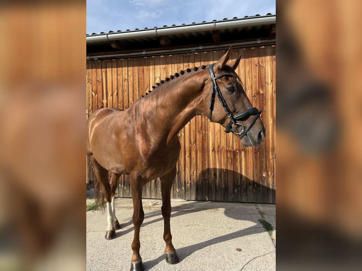 Hannoveraner Wallach 6 Jahre 170 cm Dunkelfuchs in Stattegg