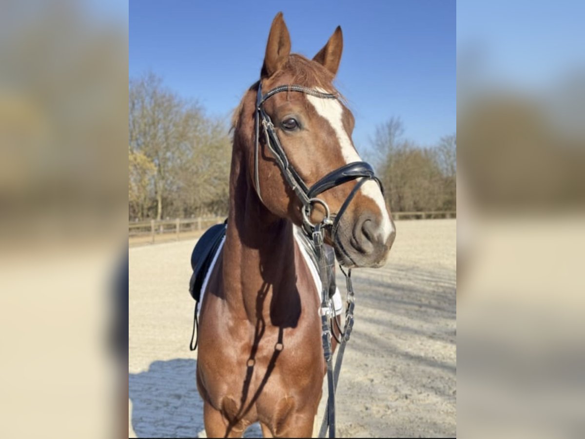 Hannoveraner Wallach 6 Jahre 170 cm Dunkelfuchs in Rommerskirchen