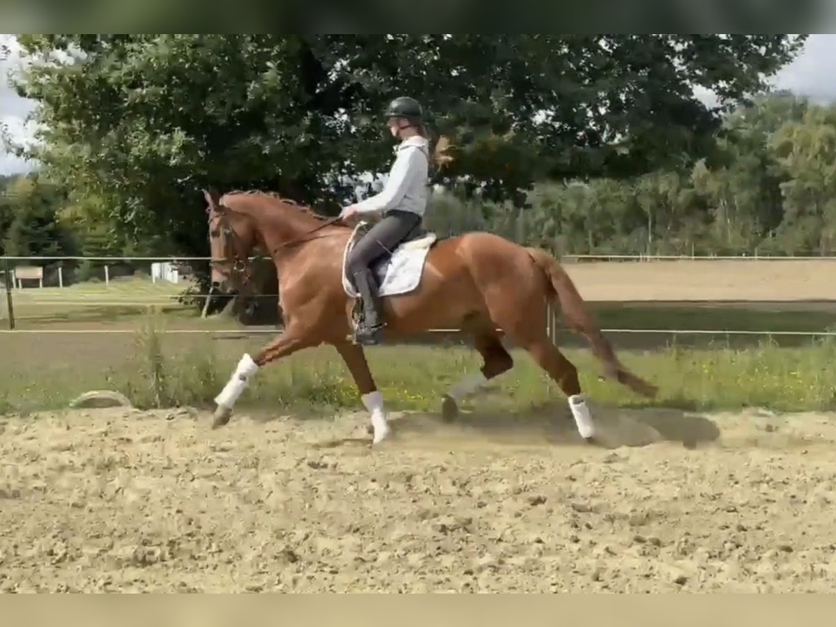 Hannoveraner Wallach 6 Jahre 170 cm Fuchs in Bassum