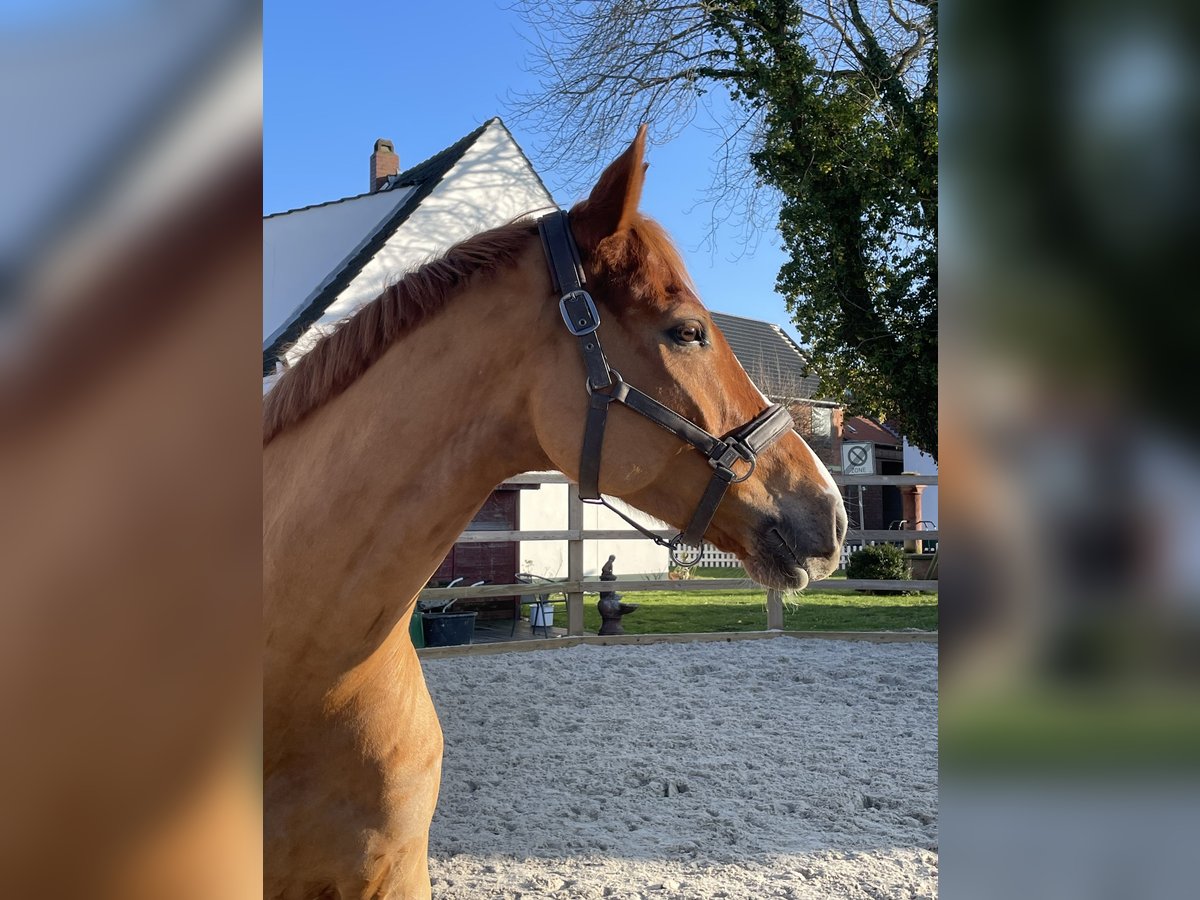 Hannoveraner Wallach 6 Jahre 170 cm Fuchs in K&#xFC;rten