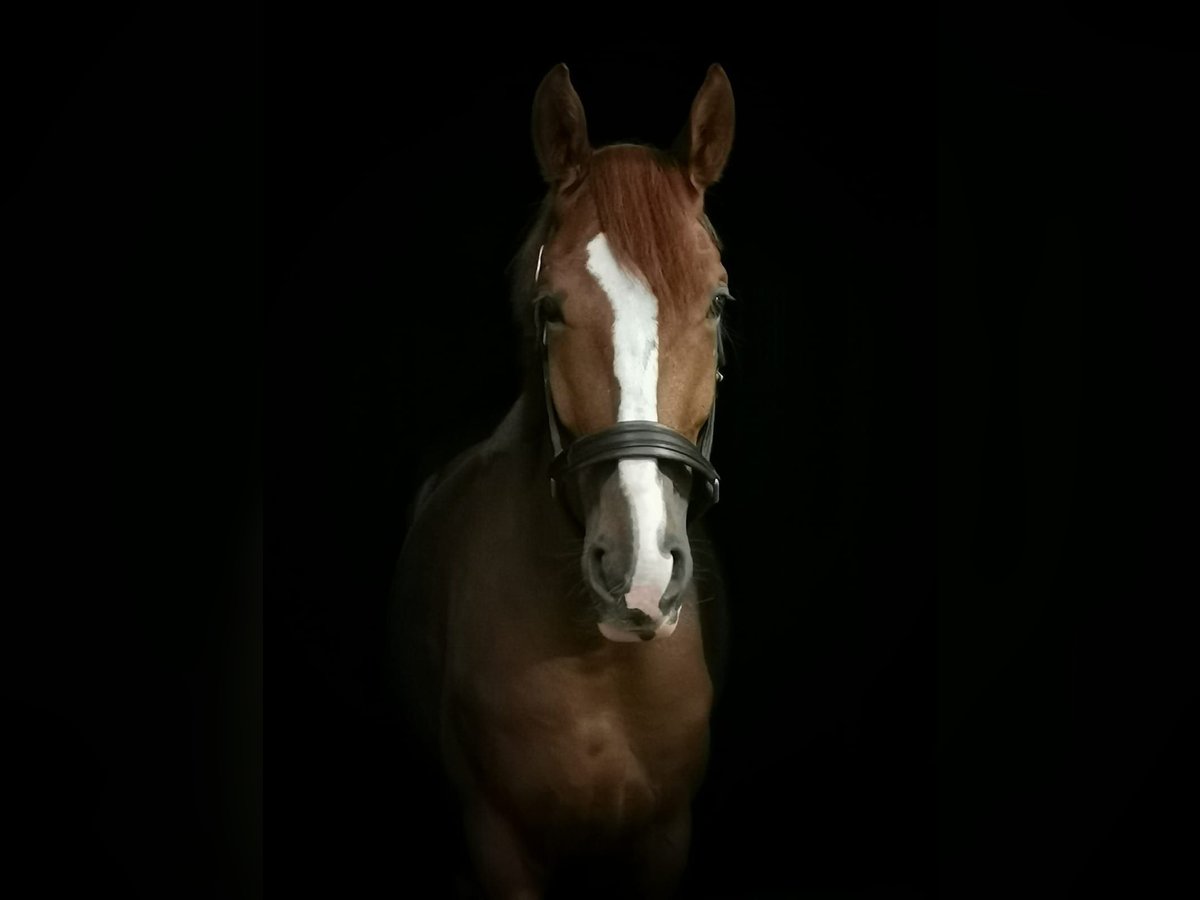 Hannoveraner Wallach 6 Jahre 170 cm Fuchs in L&#xFC;dersfeld