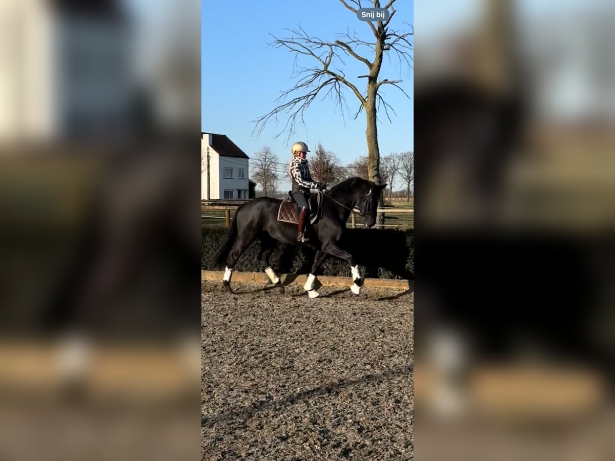 Hannoveraner Wallach 6 Jahre 170 cm Rappe in Essen