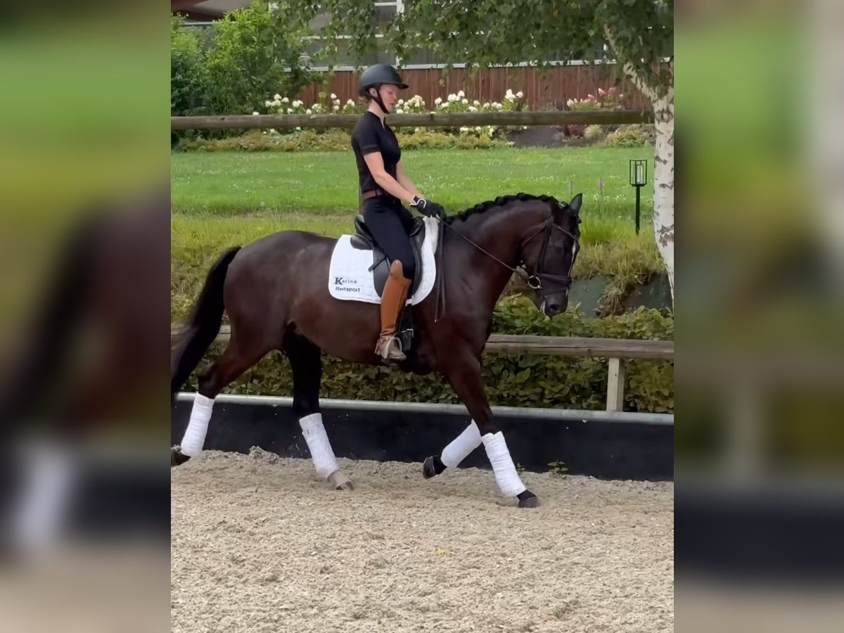 Hannoveraner Wallach 6 Jahre 170 cm Rappe in Bad Orb