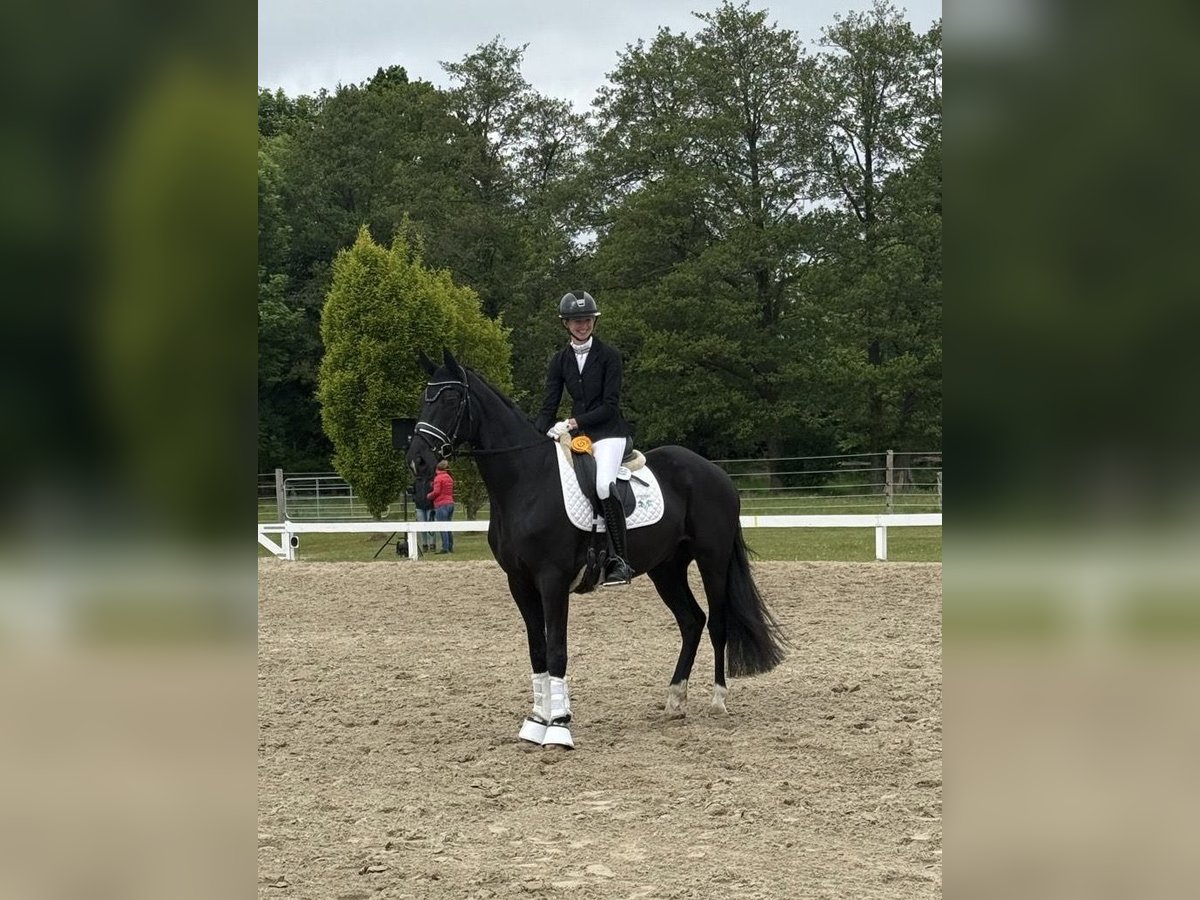 Hannoveraner Wallach 6 Jahre 170 cm Rappe in Leer (Ostfriesland)