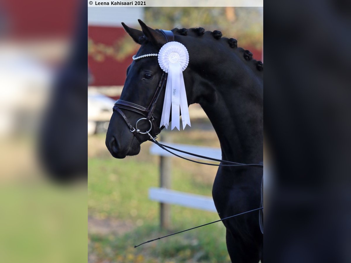Hannoveraner Wallach 6 Jahre 170 cm Rappe in Vodskov