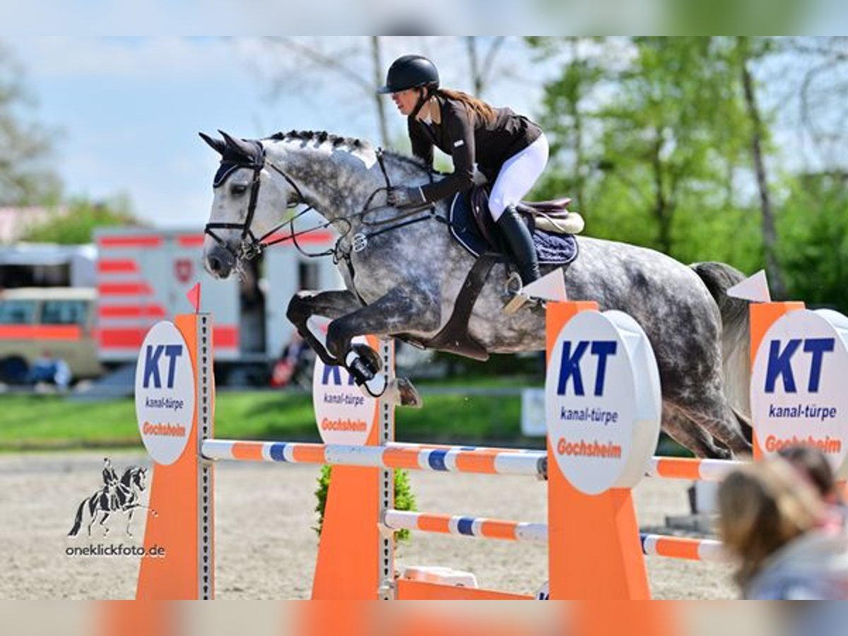 Hannoveraner Wallach 6 Jahre 172 cm Apfelschimmel in Simmershofen