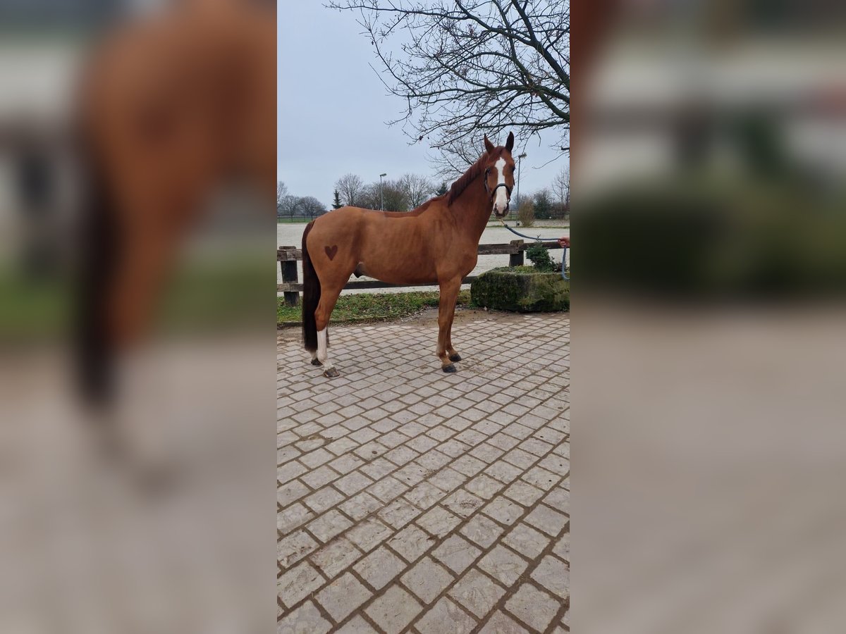 Hannoveraner Wallach 6 Jahre 172 cm Fuchs in Ligni&#xE8;res