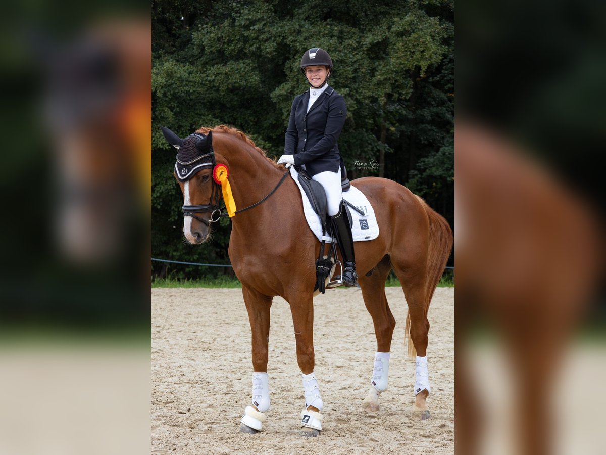 Hannoveraner Wallach 6 Jahre 173 cm Fuchs in Riedstadt