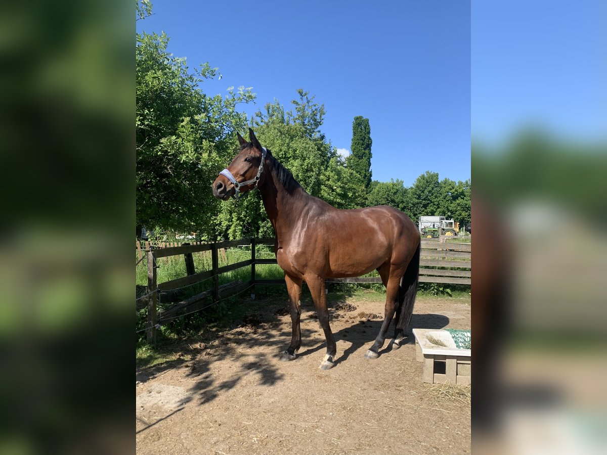 Hannoveraner Wallach 6 Jahre 174 cm Brauner in Kassel