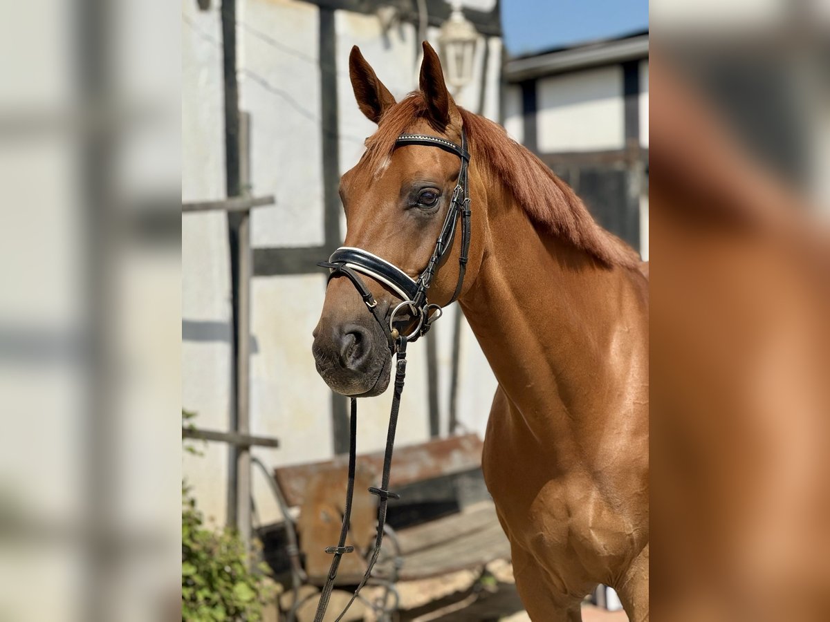 Hannoveraner Wallach 6 Jahre 174 cm Fuchs in Braunschweig