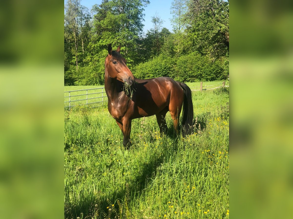 Hannoveraner Wallach 6 Jahre 175 cm Dunkelbrauner in Meilen