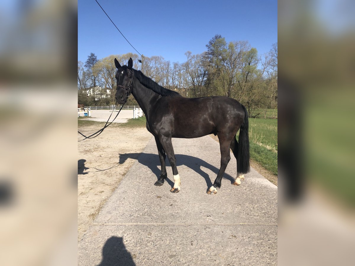Hannoveraner Wallach 6 Jahre 175 cm Rappe in Bebra