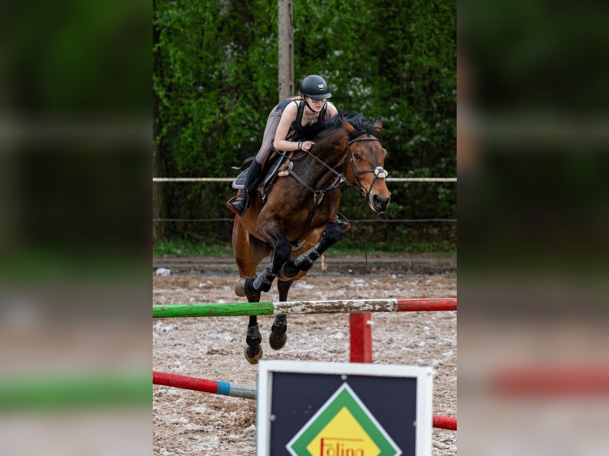 Hannoveraner Wallach 6 Jahre 176 cm Brauner in Konin