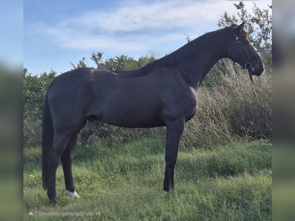 Hannoveraner Wallach 6 Jahre 176 cm in Corbera