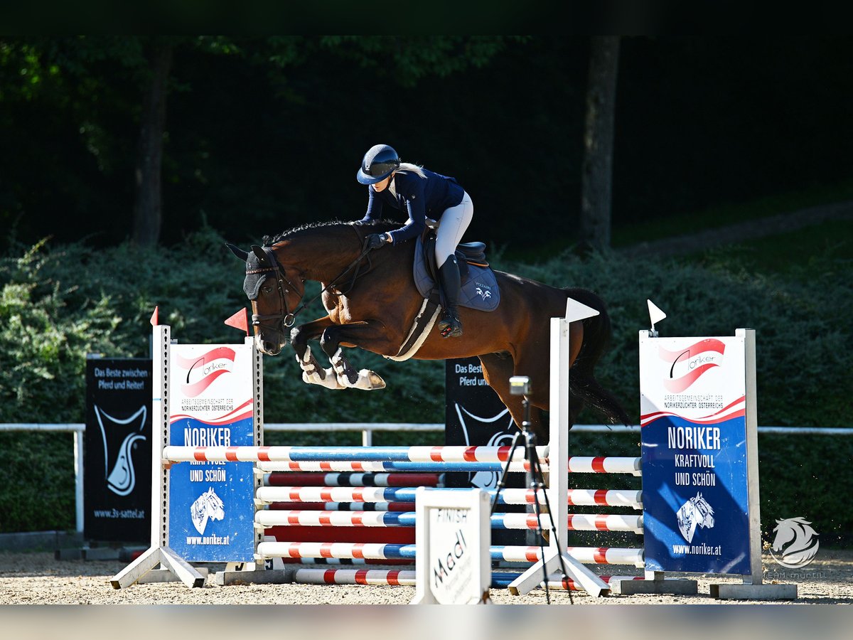 Hannoveraner Wallach 6 Jahre 177 cm Dunkelbrauner in Pfaffenhofen an der Ilm