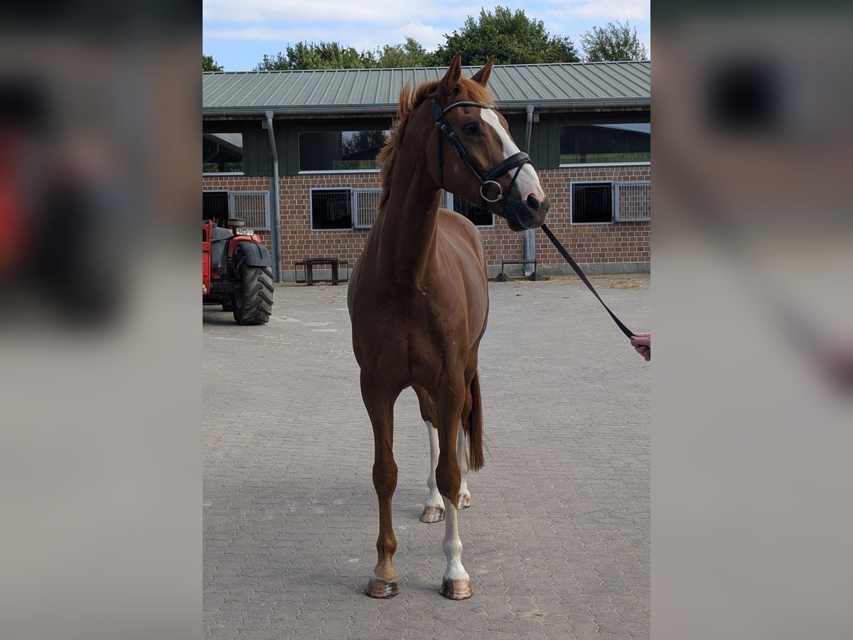 Hannoveraner Wallach 6 Jahre 177 cm Dunkelfuchs in Hamburg Marmstorf