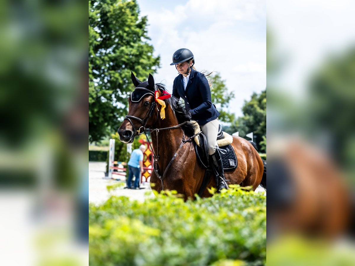Hannoveraner Wallach 6 Jahre 177 cm Rotbrauner in Wysio&#x142;ek Luborzycki